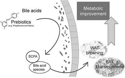 Regulation of Adaptive Thermogenesis and Browning by Prebiotics and Postbiotics